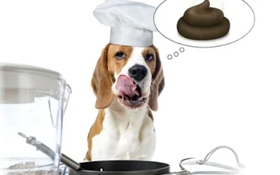 Почему собака ест свои экскременты?