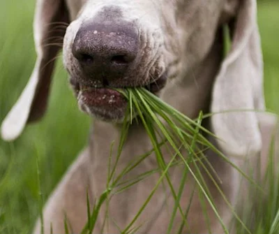 Какую траву собакам можно есть