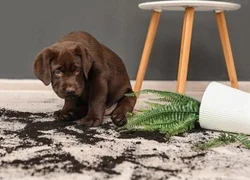 Почему собака уничтожает домашние растения