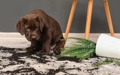 Почему собака уничтожает домашние растения
