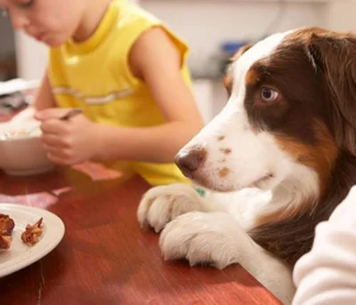 Почему собаки любят клянчить еду