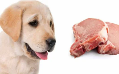 Почему собакам нельзя свинину