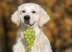 Почему собакам нельзя виноград