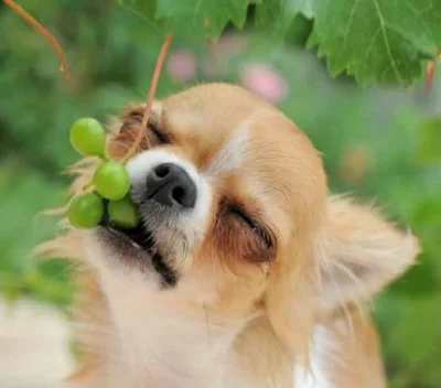 Особенности винограда для собаки