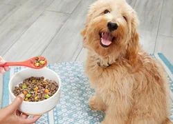 Почему собакам рекомендуют беззерновые корма
