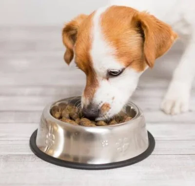 Особенности пищеварения собак