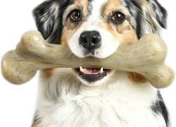 Почему собаки любят грызть кости