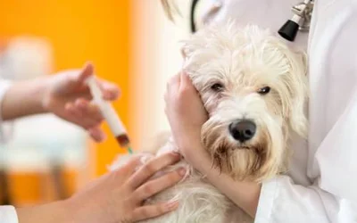 Почему так важно регулярно прививать собаку против лептоспироза