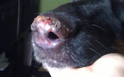 Почему у собаки может слезать кожа с носа