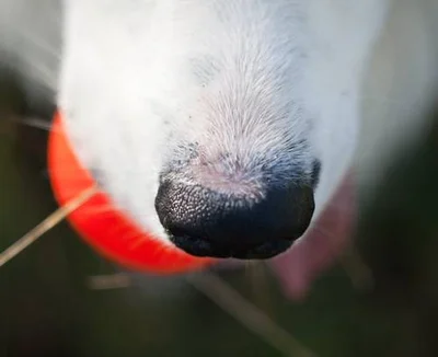 Какой в норме нос у собаки