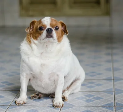Причины ожирения у собак