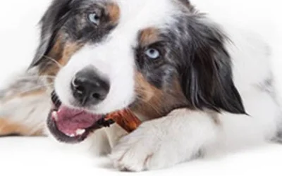Правда и мифы о вкусных зубочистиках для собак