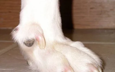 Прибылые пальцы у собак