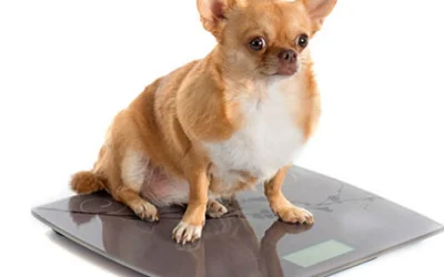 Причины ожирения у собак