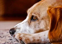 6 признаков глистов у собаки