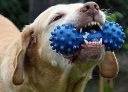 Профилактика образования зубного камня у собак