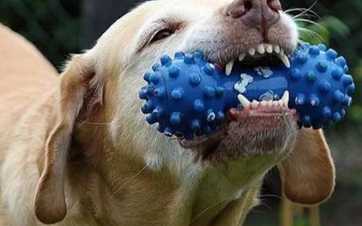 Профилактика образования зубного камня у собак