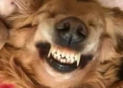 Профилактика заболеваний зубов у собак