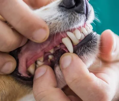 Особенности зубов собак