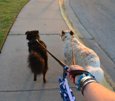 Как выгуливать двух собак сразу