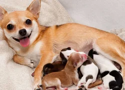Протекание беременности по неделям у собак