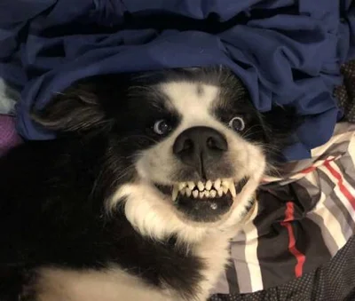Зачем собакам протезируют зубы