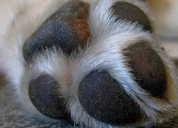 Рана на подушечке лапы у собаки