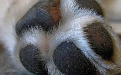 Рана на подушечке лапы у собаки
