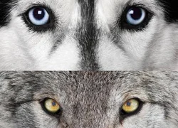 Разница между волком и собакой
