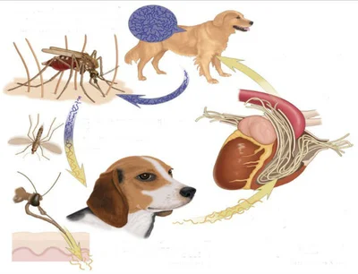 Симптомы наличия кардионематод у собак