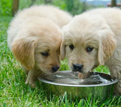 Что делать, если собака мало пьет воды