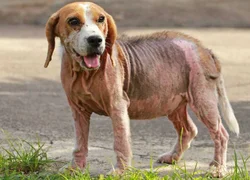 Симптомы демодекоза у собак – первые признаки, диагностика и лечение
