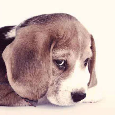 Симптомы и диагностика болезни Аддисона у собак