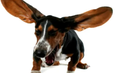 Синдром обратного чихания у собак
