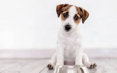 Сколько собака может без еды