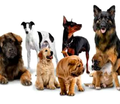 Разнообразие собачьего мира