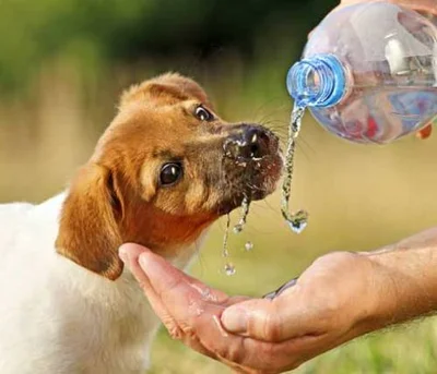 Почему у собаки может измениться количество потребляемой воды