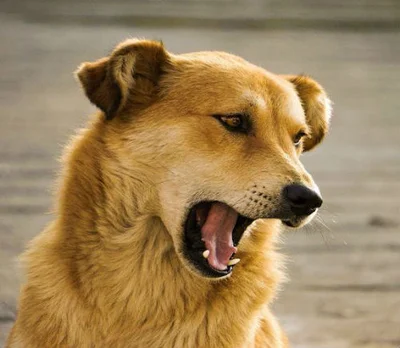 Причины, почему собака может громко лаять