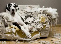 Собака грызет мебель