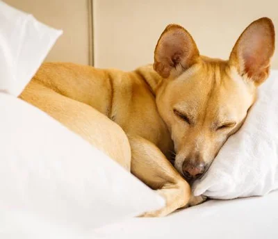 Причины непроизвольного мочеиспускания во сне у собак