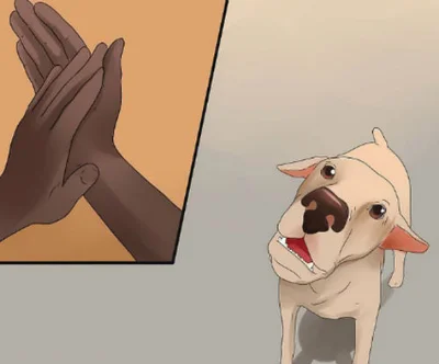 Глухота у собак и как определить ее наличие