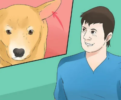 Основные причины глухоты у собак