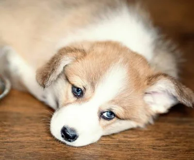 Почему в первые сутки после прививки собака может плохо себя чувствовать