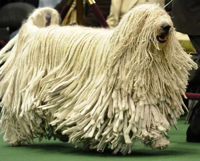 Крупные породы собак с длинной шерстью