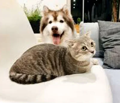 Отношение собаки и кошки
