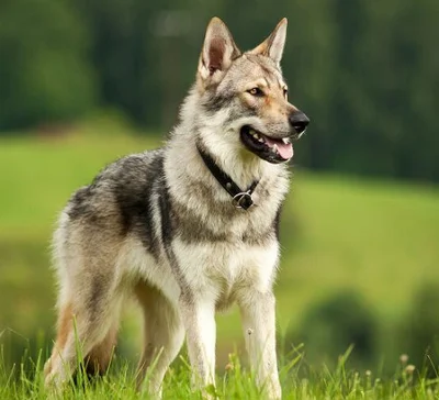 История пород собак похожих на волков