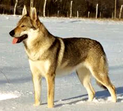 Чехословацкий волчак