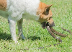 Собаку укусила змея: первая помощь и лечение