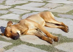 Солнечный удар у собаки