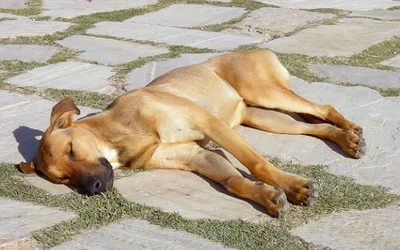 Солнечный удар у собаки